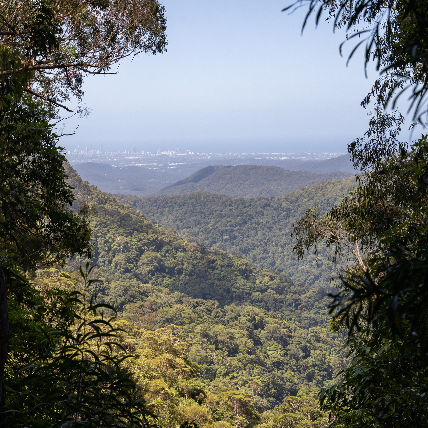 View of the Gold Coast skyline from high up in Springbrook National Park